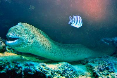 Laced Moray: 'Gymnothorax favagineus'