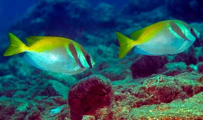 Couple Of Barhead Spinefoot Rabitfish 