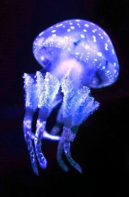 Jellyfish