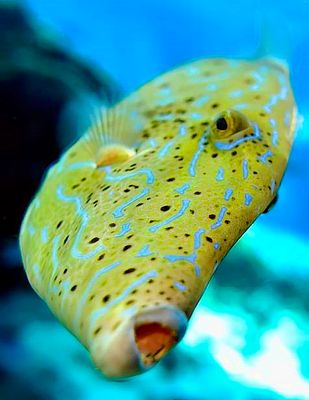 Filefish