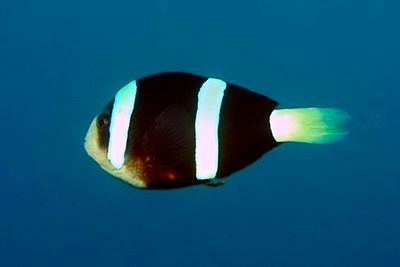 Clark's Anemonefish