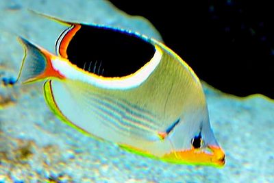 Saddled Butterflyfish. 'Chaetodon ephippium'