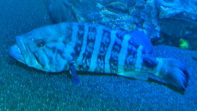 Blue Cod Grouper