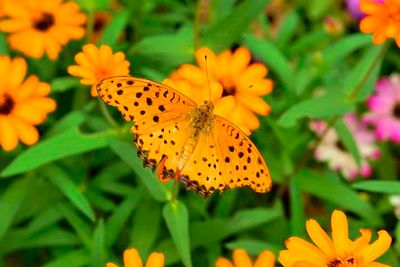 Orange Butterfly on Orange Flowers