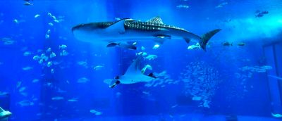 The Whale Shark And The Manta Ray