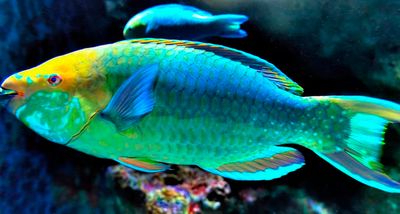 Colourful Parrotfish 