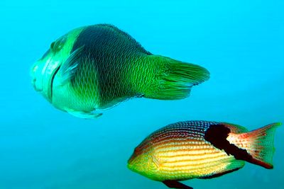 Two Wrasses