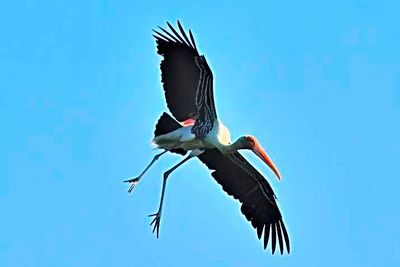 Indian Stork Landing