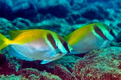 Couple Of Barhead Spinefoot Rabitfish, 'Siganus virgatus'