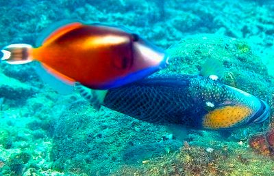 TitanTriggerfish, Photobombed By Another Triggerfish....