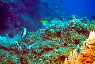 Moorish Idols, Corals