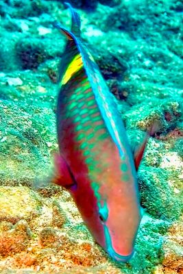 Parrotfish Eating