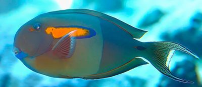 Orange-band Surgeonfish, 'Acanthurus olivaceus'