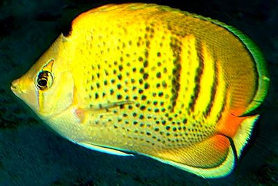 Spot-Banded Butterflyfish 'Chaetodon punctatofasciatus'