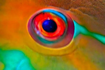 Parrotfish Eye, CUp