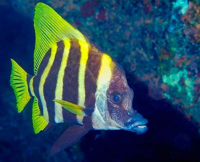 Japanese Boarfish, 'Evistias acutirostris'