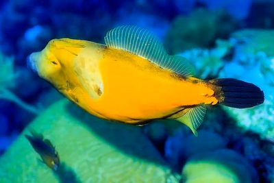 Whitespotted Filefish (Yellow Phase), 'Cantherhines macrocerus'