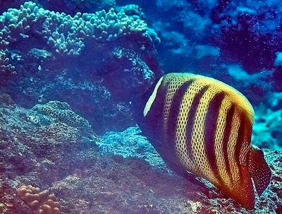 Six-Banded Angelfish, 'Pomacanthus sexstriatus', Coral Reef