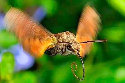 Hummingbird Hawk-Moth (Macroglossum stellatarum), Frontal
