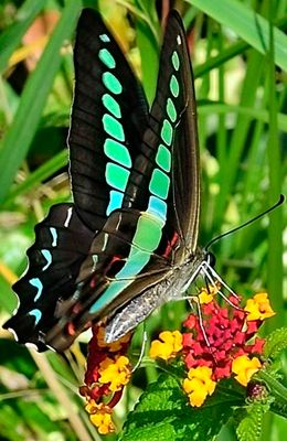 Common Bluebottle Butterfly, 'Graphium sarpedon nipponum'