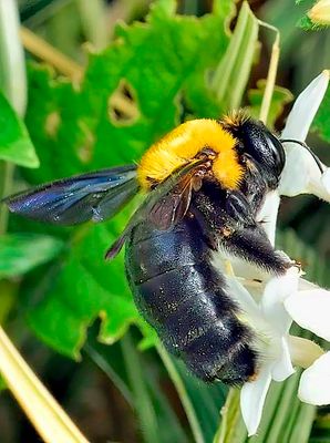 Brown-Belted Bumblebee (Bombus griseocollis ) 