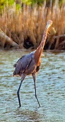Heron, Reddish Egret (Egretta rufescens), In Water, Looking at Me