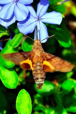 Hummingbird Hawk-Moth (Macroglossum stellatarum), Feeding