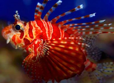 Lionfish, CUp