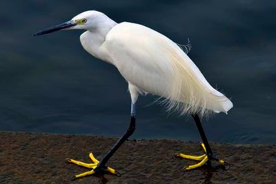 White Heron, Yellow Feet