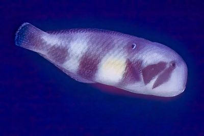 Peacock Razorfish, 'Iniistius pavo'