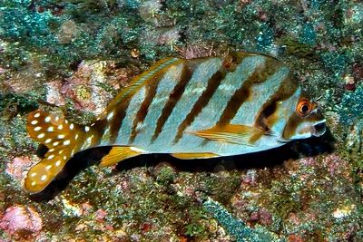 Spottedtail Morwong 'Cheilodactylus zonatus'