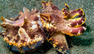 Flamboyant Cuttlefish, 'Metasepia pfefferi', Closer