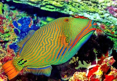 Green Triggerfish, Under Table Coral