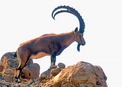 Nubian Ibex, 'Capra nubiana',  Alfa Male, Close