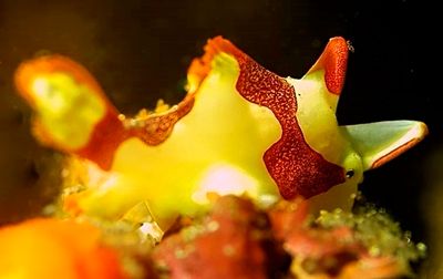 Minute, Warty Frogfish 'Antennarius maculatus', Baby