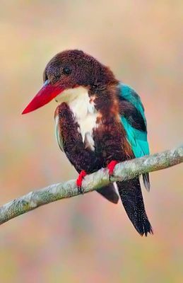 White-Breasted Kingfisher, 'Halcyon smyrnensis'