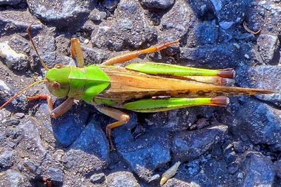 Grasshopper On Pavement