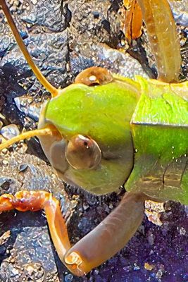 Grasshopper Eyes