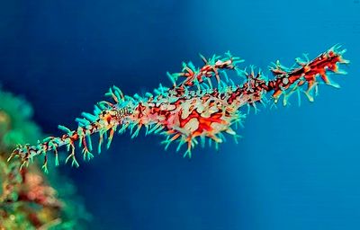 Ornate Ghost Pipefish, Blue Waters