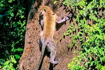 Monkey Climbing Tree