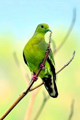 Pink-necked Green-Pigeon 'Treron vernans'