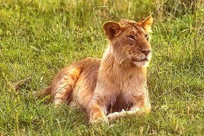 Young Lion, Watching