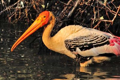 Painted Stork Close Up