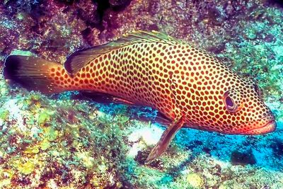 Red Hind, 'Epinephelus guttatus', Perching