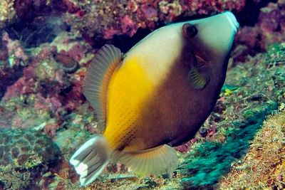 Flagtail Triggerfish 'Sufflamen chrysopterum'