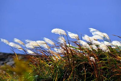 Autumn Reeds In Strong Wind