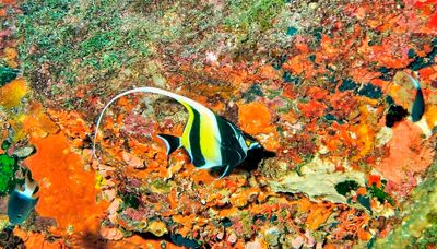 Moorish Idol On the Reef