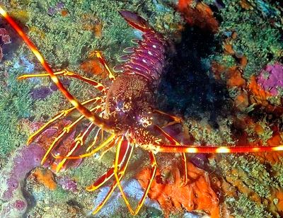 Small Spiny Lobster 'Palinurus elephas', Outside