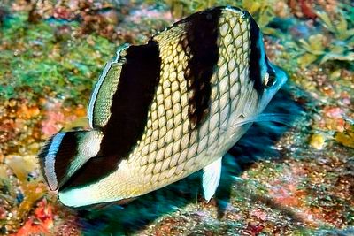 Asian Butterflyfish, 'Chaetodon argentatus'