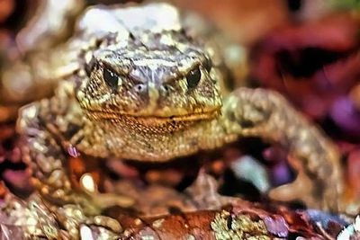 European Toad, 'Bufo bufo'